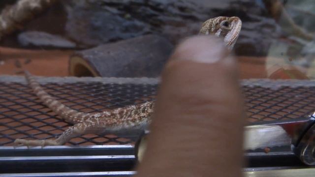 зоомагазин в городе. зублефары и др ящерицы. такие красавцы посмотрите на них. апрель 2023 смотреть онлайн