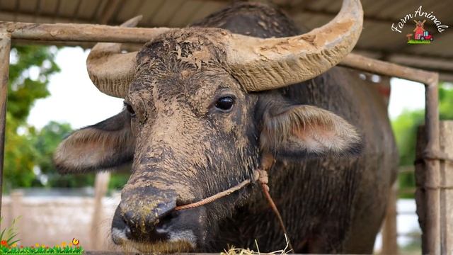 Wild Animal Sounds In Nature: Buffalo, Lion, Peacock, Quokka | Animal Moments смотреть онлайн