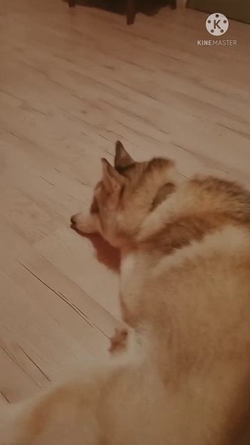 смешная хаски#собака#приколы с животными#самые смешные хаски смотреть онлайн