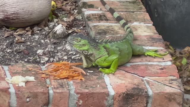 Iguanas трапезничают