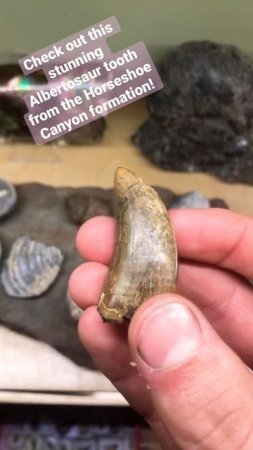 Fossilized Dinosaur (Albertosaur) tooth!