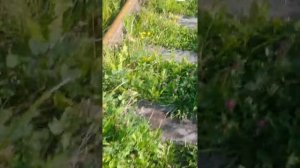 Заброшенный тепловоз