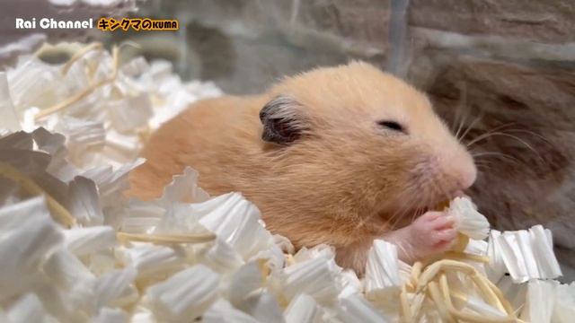 隠しオヤツを見つけられてフリーズするハムスター【日常行動観察】キンクマハムスター