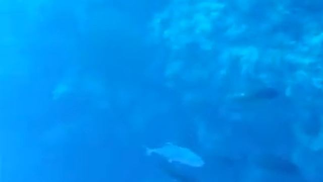 Shark Reef, drop off, Ras Mohammad, August 2007 смотреть онлайн