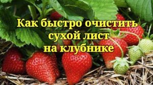 Как быстро очистить сухой лист на клубнике