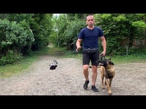 Дрессировка Малинуа с тремя котами!