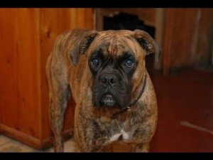 Немецкий боксёр- особенность этой породы. Дрессировка боксера