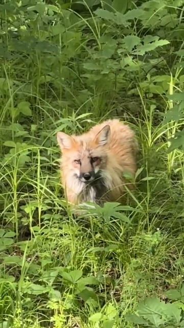 Лис встречает автобусы на подъезде к Удаляньчи) #будни #влог #китай #животные #wildanimals смотреть онлайн