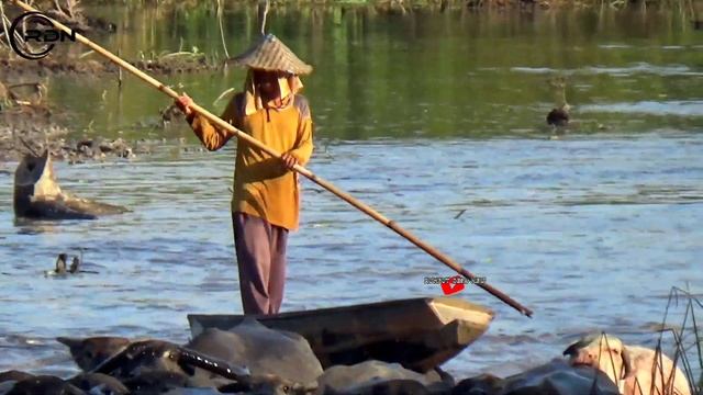 RIVER BUFFALO‼️PULUHAN HINGGA RATUSAN KERBAU RAWA SUNGAI BERDUYUN-DUYUN ANTRI смотреть онлайн