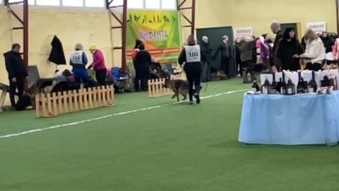 2 V СС Диктум Фактум ВИЕСЛАВА +++ №100 описание