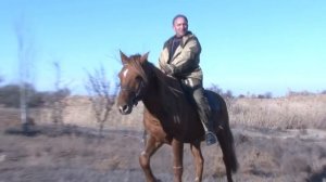 Все мы немного лошади....