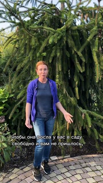 Ель обыкновенная ВИРГАТА. #сад #марияниконова #хвойные