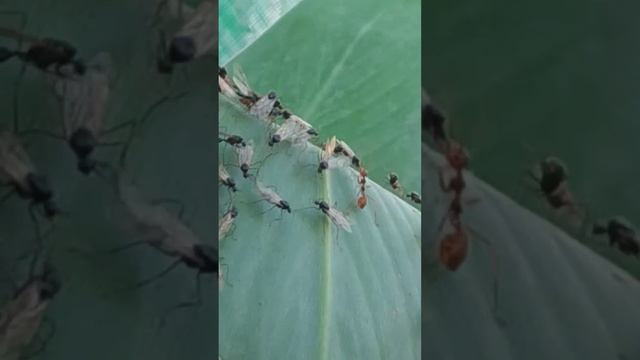 Mother queen join in the Nuptial flight frenzy смотреть онлайн