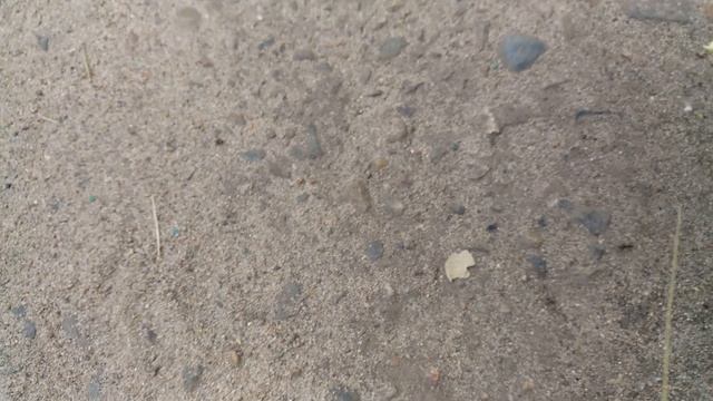 Тупой муравей куда-то ползел , я пытаюсь ему помешать смотреть онлайн