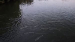 Прыгающие карпы