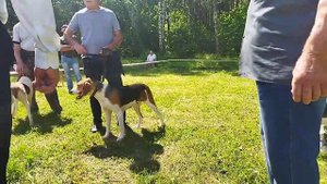 46-ая Брестская областная выставка охотничьих собак (г.Иваново). Ринги Русских Пегих Гончих.