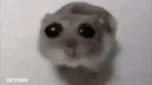 2 минуты хомяк смотрит в камеру под скрипку