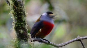 Toucan Barbet, Semnornis ramphastinus