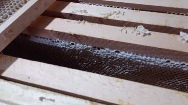 22 мая 2024 г.Качяем мед с акаций. смотреть онлайн