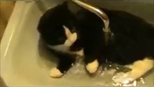 Смешные видео про животных) смотреть онлайн