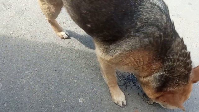 Подкормка собачуль с рынка!!! смотреть онлайн