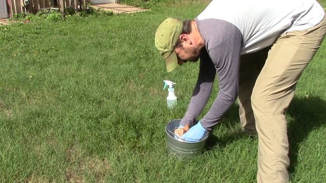 Flea Control For Young Kittens Under 8 Weeks (How To - Easy Solution) смотреть онлайн