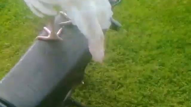 бабушка против индюка смотреть онлайн