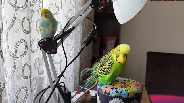 Говорящий волнистый попугайчик Кеша смотреть онлайн