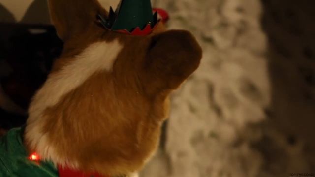 Корги спасает санту. смотреть онлайн