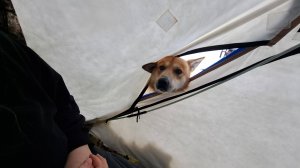 Бешенный песец всех взбудоражил)))