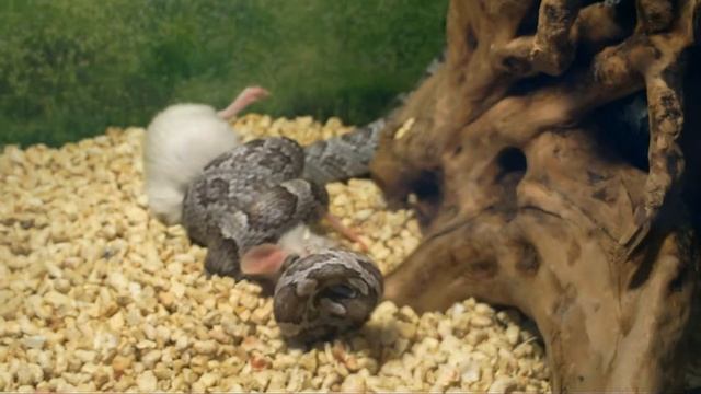 Elaphe guttata смотреть онлайн