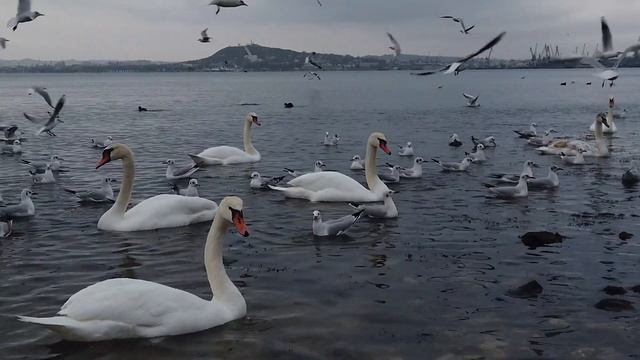 Пернатые жители Керчи смотреть онлайн