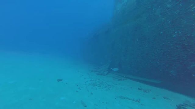 Sea Tiger - Oahu, Hawaii | Setembro 2016 смотреть онлайн