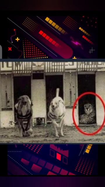 Dog Vs Panther Racing | #SHORTS смотреть онлайн