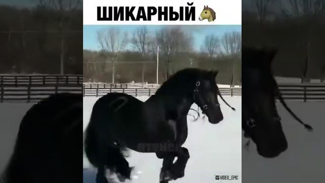 Красавец Черный Конь смотреть онлайн