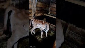 Индоутки Утки летают, Ириска скачет по клетки😊