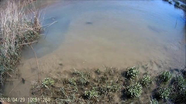 Сазаны 2 смотреть онлайн