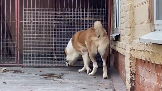 ПУМА смотреть онлайн