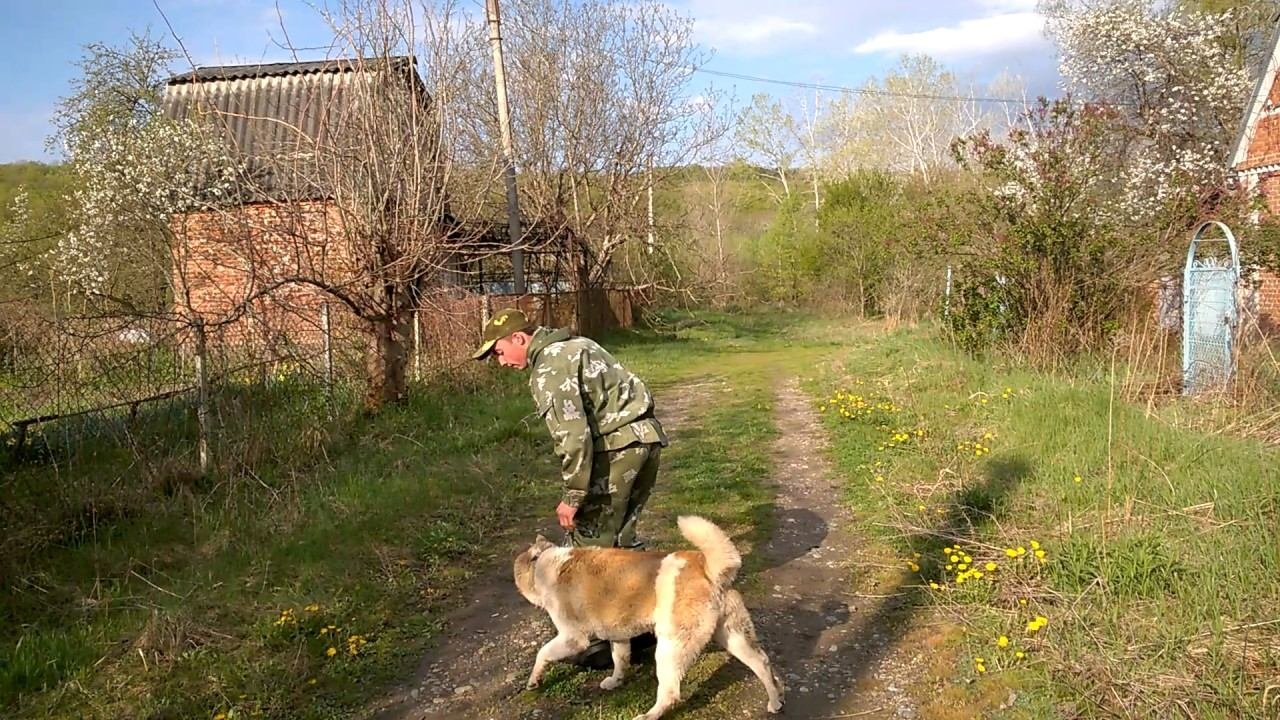Дрессировка Американской акиты 1 год 