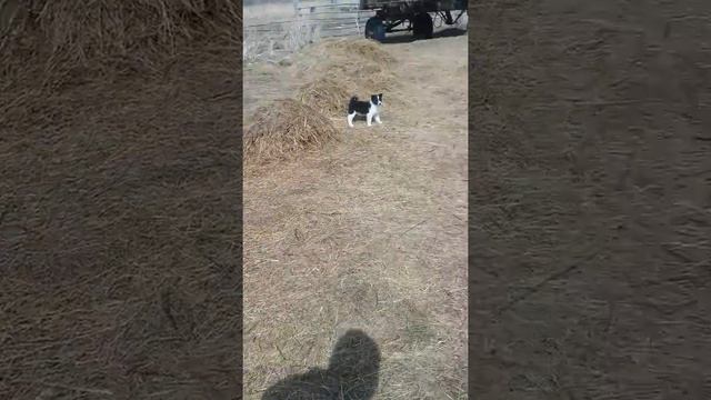 Лайки, не Соловьева. смотреть онлайн