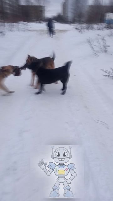 Из жизни роботов,собаки👍👍 #tatyana_rauze #стихи #животные #собака #прикол