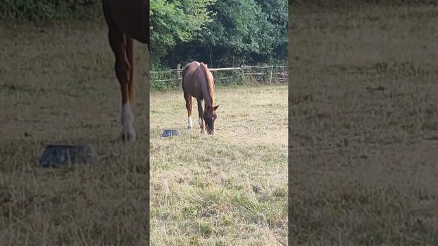 Лошадь, природа в Германии смотреть онлайн