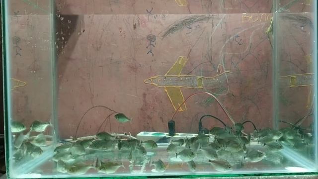 #76 Beli piranha 200 ekor смотреть онлайн