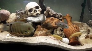 Кормим африканских цихлид  червями апарышами!Ταιζουμε Ακροβατεί και Μπεκατινι Αφρικανικές Κεχλιδες.