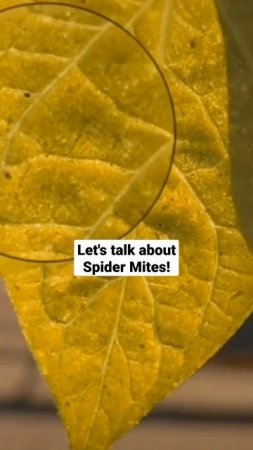 Let's talk about Spider Mites! #garden