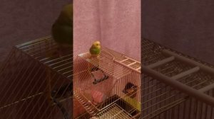 ♡УЧУ ТАНЦЕВАТЬ ПОПУГАЯ! КТО ХОТЕЛ ДАВНО НАУЧИТЬ ПОПУГАЯ ТАНЦЕВАТЬ? ОН ЗАТАНЦЕВАЛ !!