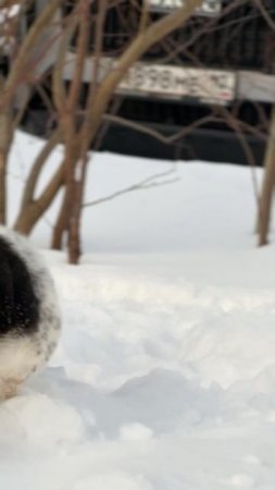 Золотистый ретривер Лея и чихуахуа Элли на прогулке в Карелии ❄️