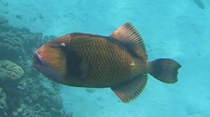 Снорклинг в Reef Oasis Beach Resort, Ras Um Sid, Шарм-эль-Шейх, Египет