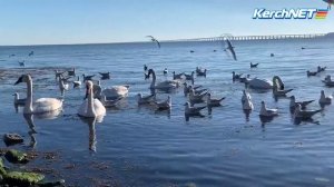 Керченский пляж полюбился лебедям