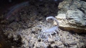 Parabuthus transvaalicus hunting a cricket 1/3 (1080p 60FPS)